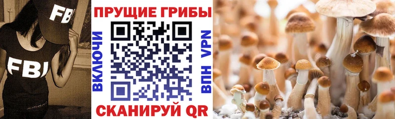 Псилоцибиновые грибы прущие грибы  kraken ССЫЛКА  Саратов  продажа наркотиков 
